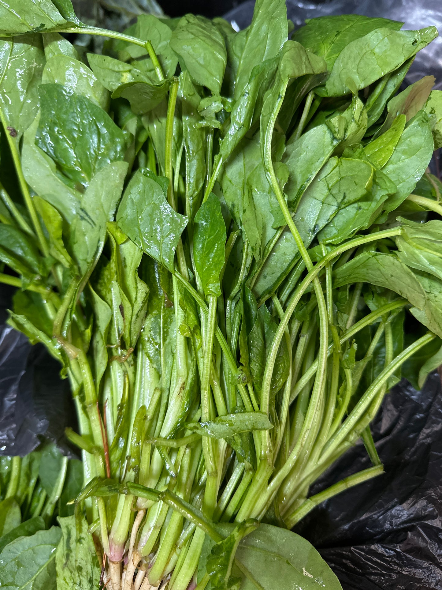 🔥Espinaca Venta Nocturna 🌙🔥