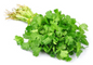 🔥Cilantro, 1und Venta Nocturna 🌙🔥