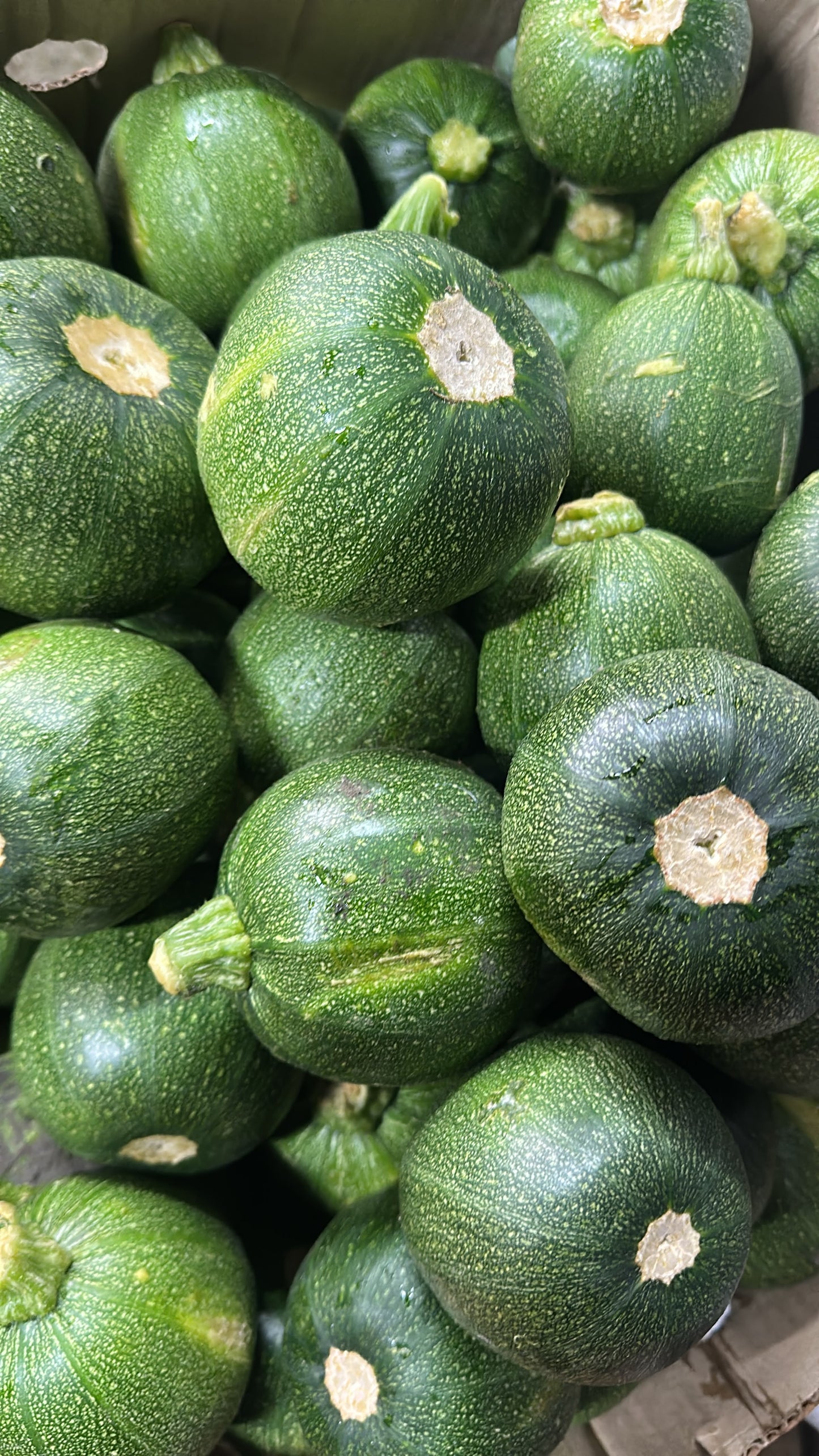 Zapallo bola 8 unid