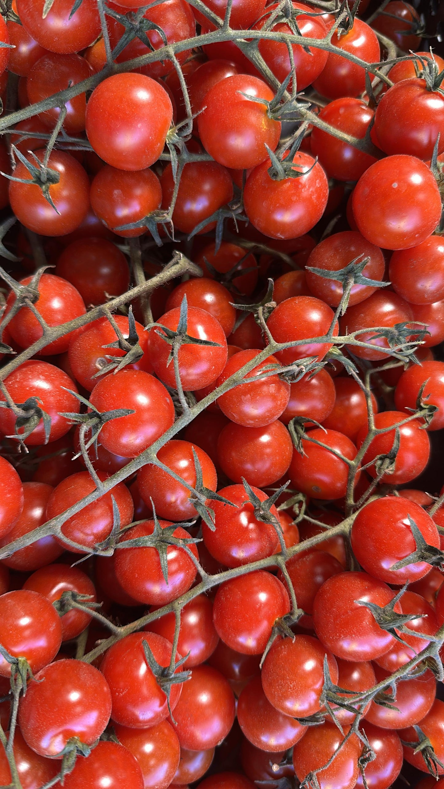 Tomate cherry  500gr