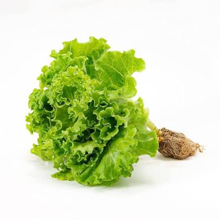 Lechuga hidropónica und