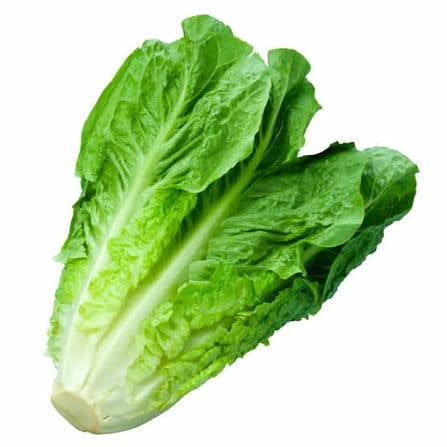 Lechuga costina und