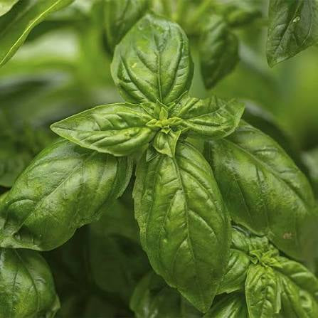 Albahaca (atado)