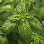 Albahaca (atado)