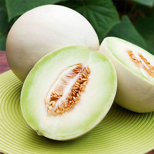 Melon tuna (pequeño ) und