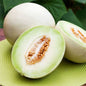 Melon tuna (pequeño ) und